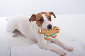 Jack russell terrier dog holds a christmas cookie in his mouth