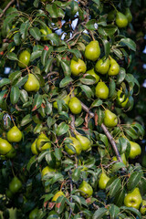 branch of pear with many ripe large fruits of sweet pear in the farmer's garden. Bunch of ripe pears on tree branch