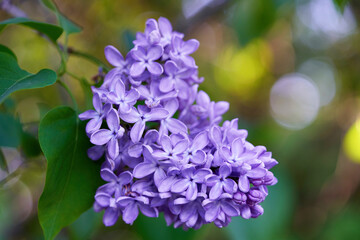 Bright beautiful lilac flowers, close up on a sunny spring morning