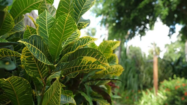 Tropical plants growing in caribbean garden, closeup