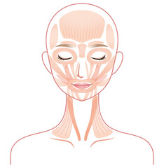 顔の筋肉の仕組み　美容　医療