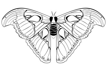 Attacus atlas line art