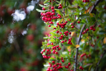 Obraz premium Close-up on red berries on bush
