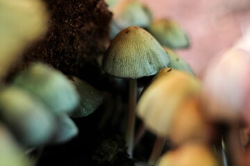 Cute little mushrooms growing in the shade of a tree trunk close up macro shallow depth of field shot