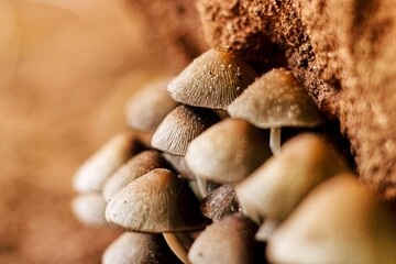 Cute little mushrooms growing in the shade of a tree trunk close up macro shallow depth of field shot