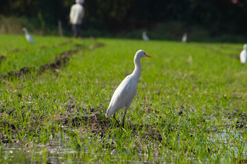 great heron