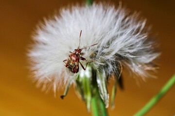 Shallow depth of field close up macro shot of an insect on a plant