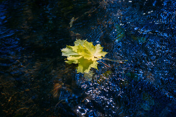 Autumn yellow maple leaves on glowing water surface. Fallen foliage in the stream. Beautiful nature background, copy space.