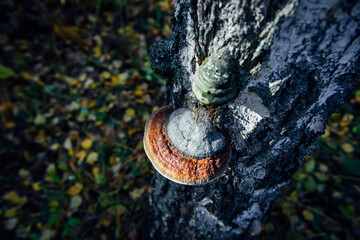 Medicinal tree mushroom chaga on the trunk of old birch, close-up. Large parasite mushroom in natural sunlight, blurred background. Top view.