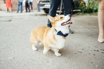 Beautiful corgi dog wearing bow tie at wedding party