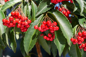 赤い実の万両10