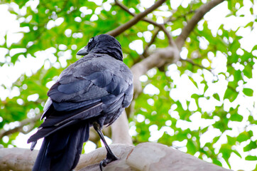 Australian raven Crow on the branch of tree at a botanical garden.