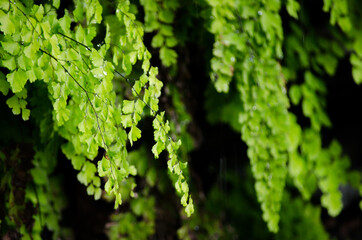 Raining thought the green leaves in a Australia rain forest.