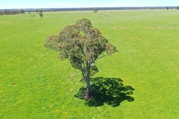 Stud Angus, wagyu, speckle park, Murray grey, Dairy and beef Cows and Bulls grazing on grass and...