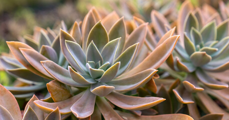 close up of succulent plant
