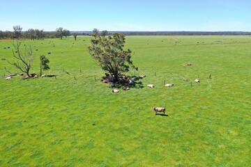 Stud Angus, wagyu, speckle park, Murray grey, Dairy and beef Cows and Bulls grazing on grass and...