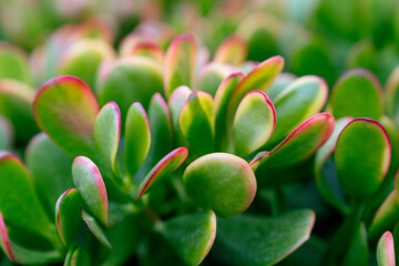 close up of a flower