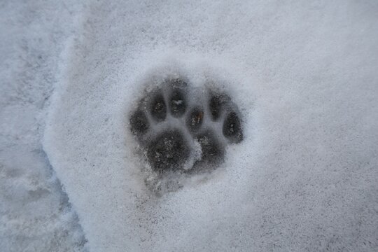 Footprint cat on the snow (front foot).
Cats usually walk over their tracks to reduce contact with the snow as much as possible.
Animals footprints on the earth. animal track. kitten foot prints.
walk
