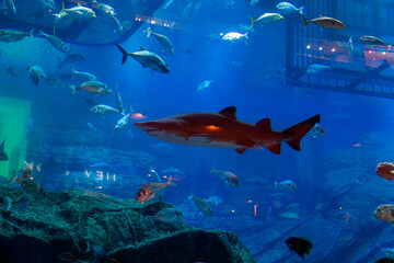 Fototapeta na wymiar fish Aquarium or fish tank with blue water corals and beautiful fish 