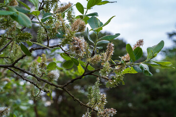 blossoming tree