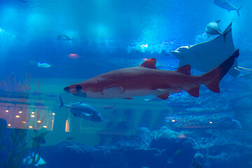 fish Aquarium of fish tank with blue water corals and beautiful fish 