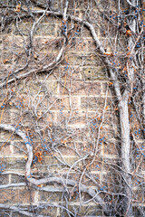 A landscape view of blue berries hanging from branch on a brick wall