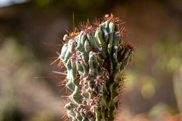 Naklejka na ściany i meble Cereus peruvianus Monstrosus cactus plant with blurred background or cactus with spiderweb