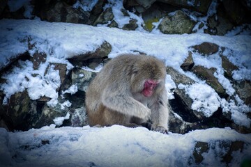 snow monkey