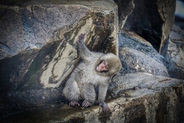 little monkey climbing