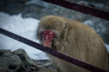 snow monkey sleeping