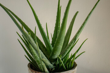 Aloe Vera succulent plant with copy space and isolated background