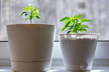 small plants (peppers) in pots on the windowsill