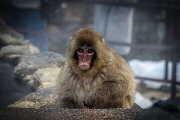 small monkey with a cute face