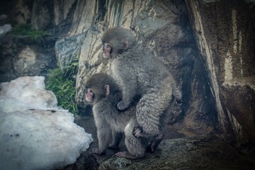 young monkeys playing together