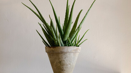 Aloe vera plant in a clay pot with blurred background