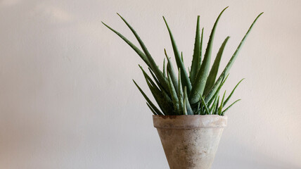 Aloe vera plant with copy space