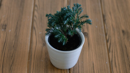 Juniper small tree in a white pot