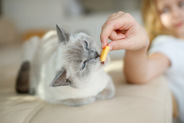 Feed your dog and cat. High quality photo - 476359031