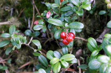 Ripening lingonberry bush in the forest. Close-up, blurred background