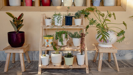 Display of succulents and cactus on a shelf