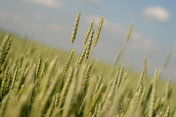 wheat stalks with a blurred background against a blue sky at an unusual angle