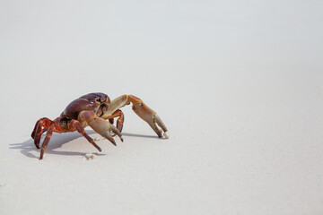 Hairy leg mountain crab