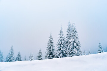 snow covered pine trees on mountain in a misty winter day