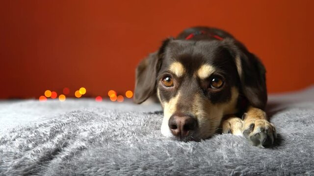 Small brown dog lying and looking to camera, waiting for new year holidays celebration at home. Cute pet puppy relax on a bed indoors with christmas lights. Domestic animal portrait, selective focus.