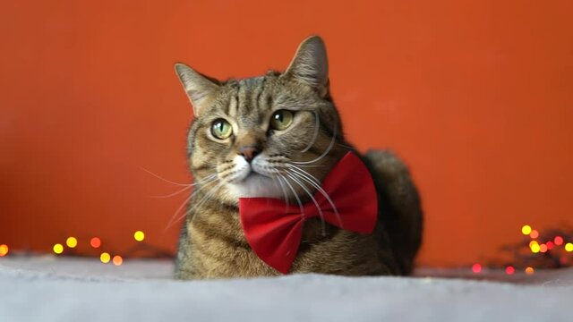 Cat with a bowtie lying and looking to camera, waiting for new year holidays celebration at home. Cute kitty pet relax on bed indoors with christmas lights. Domestic animal portrait, selective focus.
