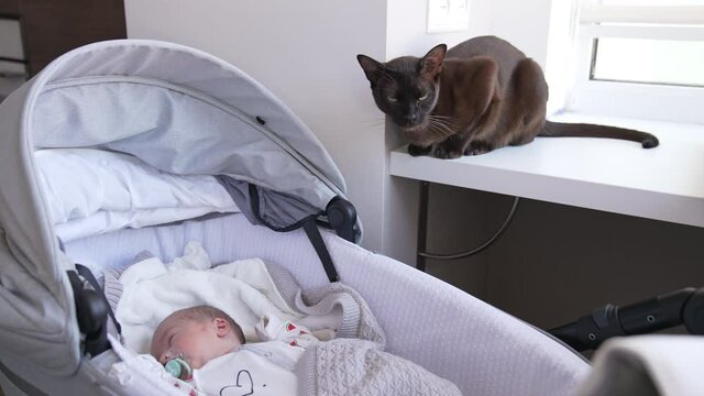 Little child sleeping sweetly in the pram. Black cat sitting over the baby on the windowsill. Kid and pet in the light room.