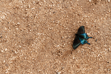 Black with blue butterfly having rest on the sand. Copy space.