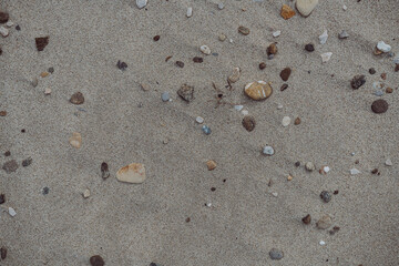 Lot of pebbles in the sand.