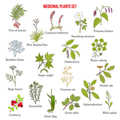 Medicinal plants collection