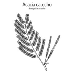 Acacia catechu Senegalia catechu , medicinal plant.